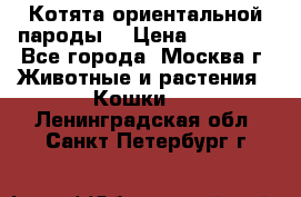 Котята ориентальной пароды  › Цена ­ 12 000 - Все города, Москва г. Животные и растения » Кошки   . Ленинградская обл.,Санкт-Петербург г.